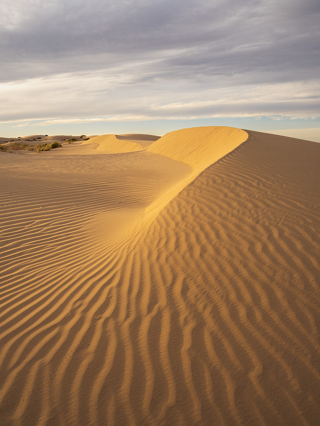 Algodones-2