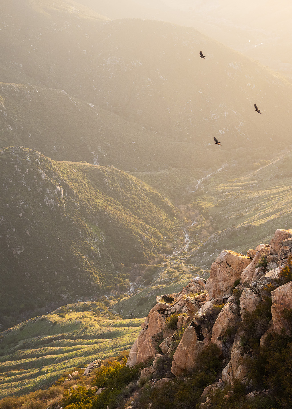 Birds-Eagle-Peak