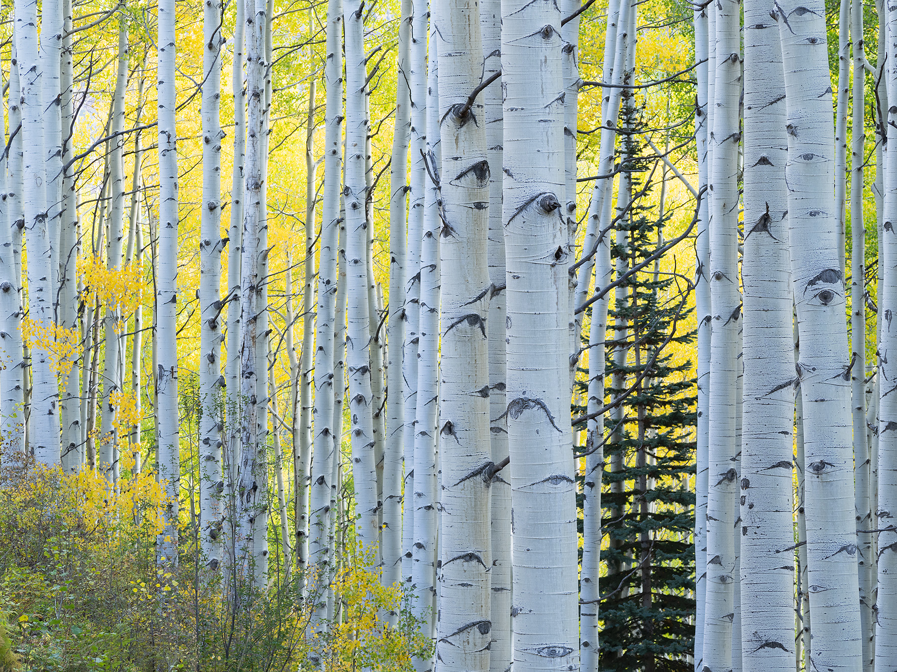 Colorado-Fall-1