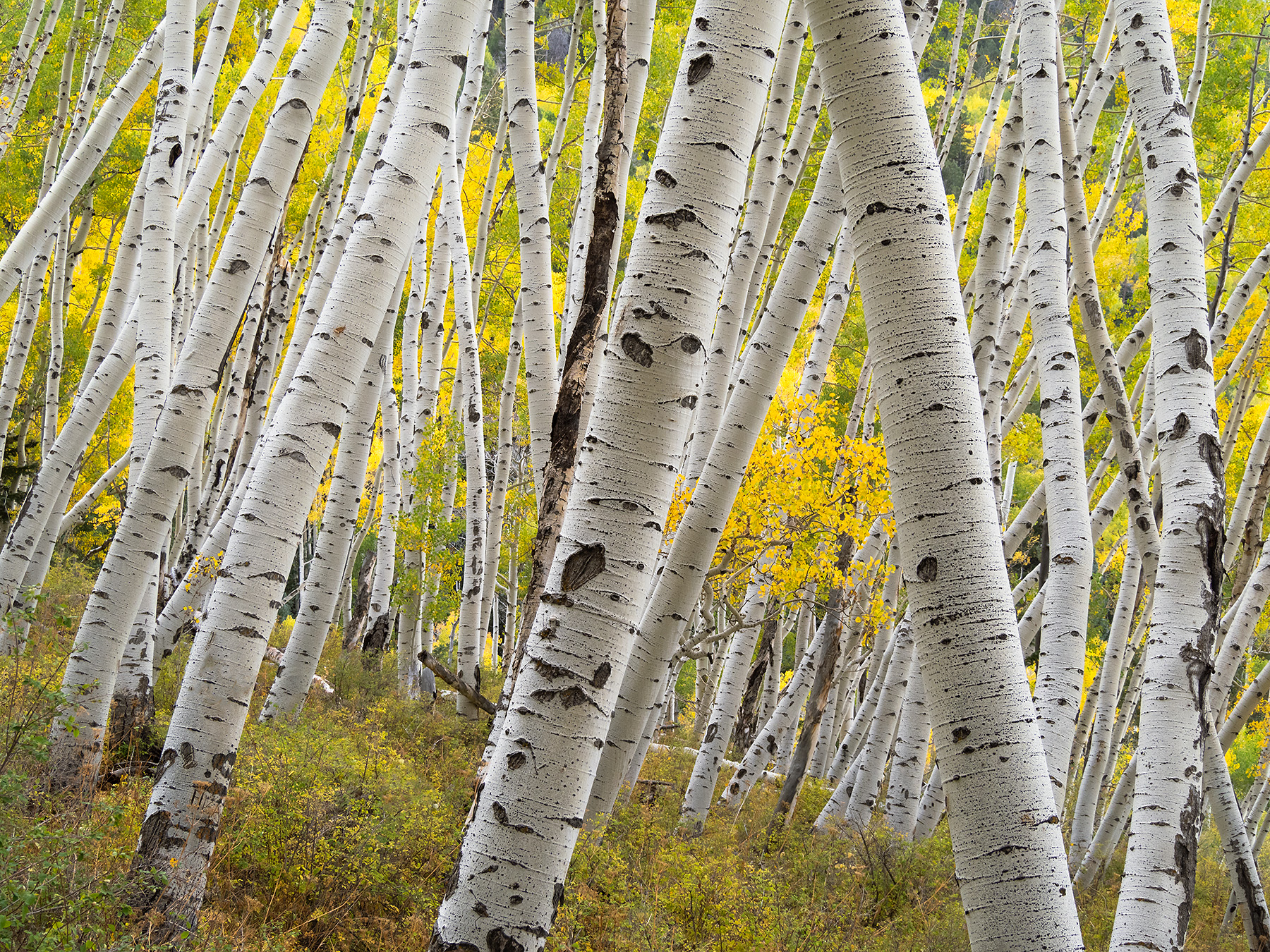 Colorado-Fall-2