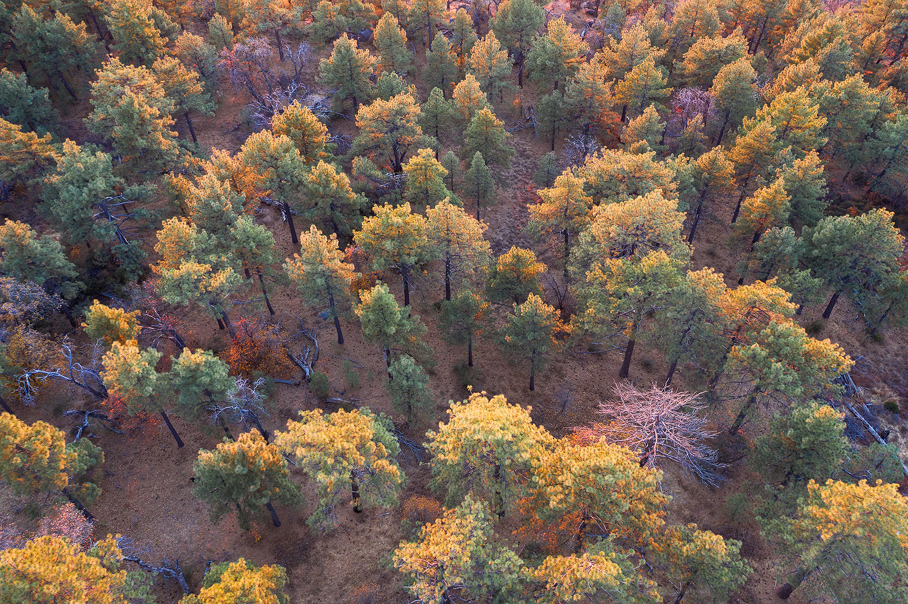 Laguna Fall Above 1