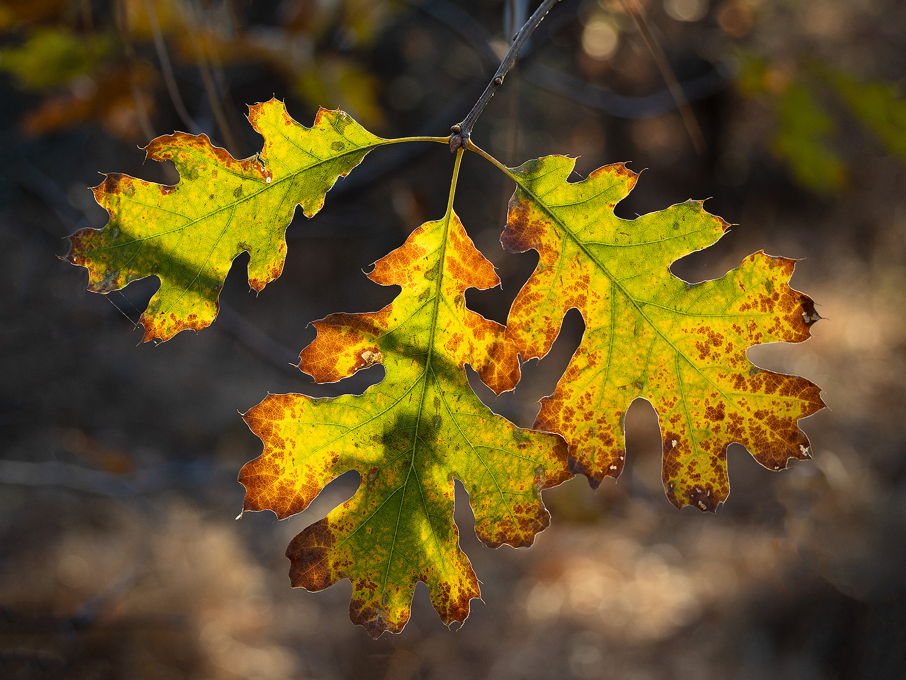 Laguna Fall Leaves 1