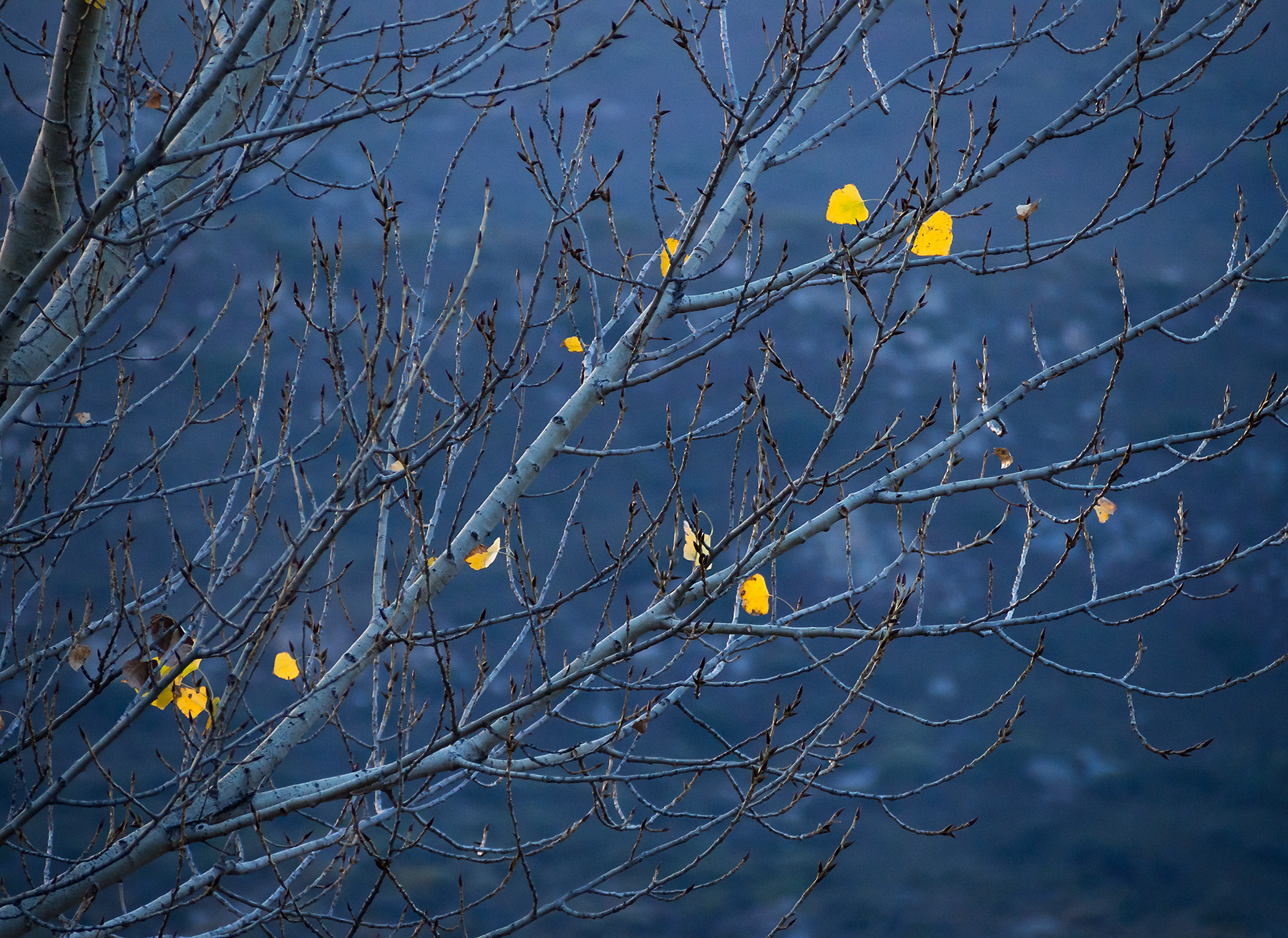 PCT-Last-Leaves