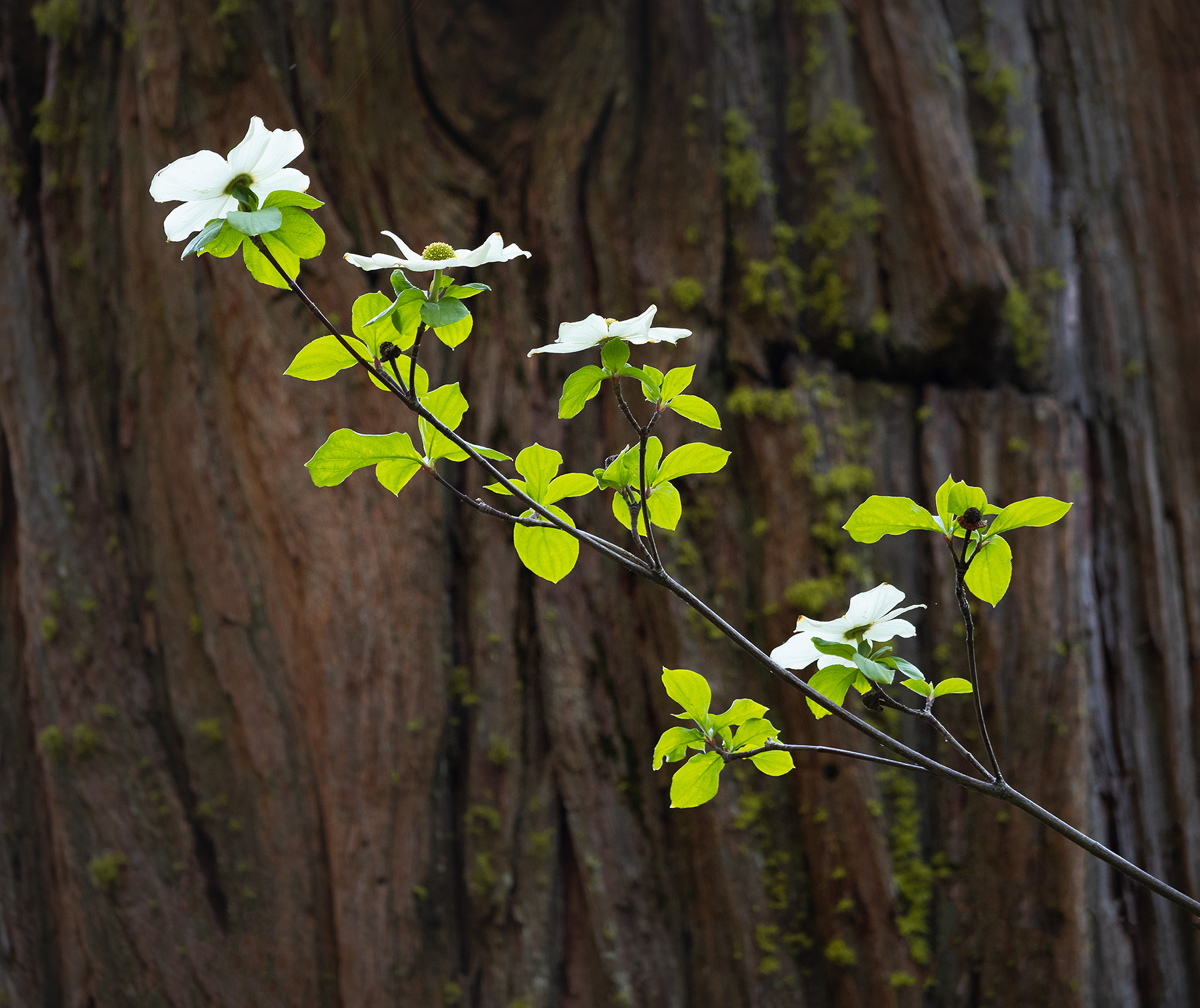 Palomar-Dogwood-3