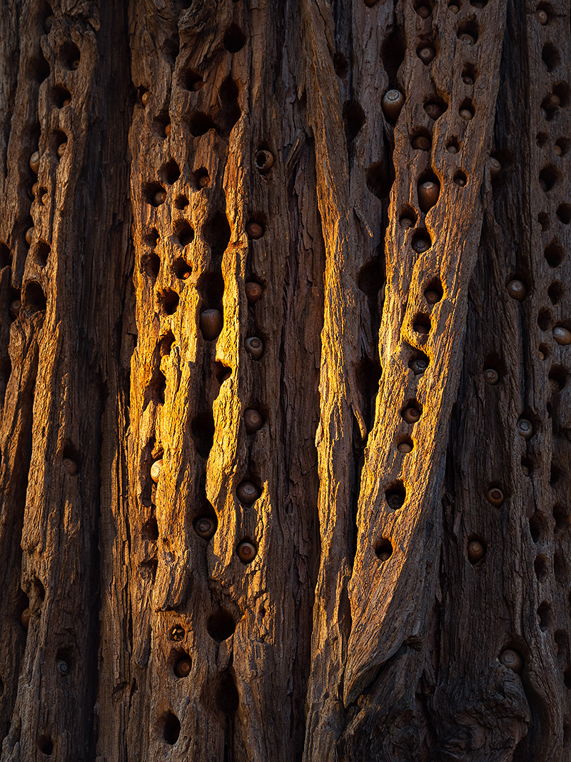 Palomar-Tree-Acorns