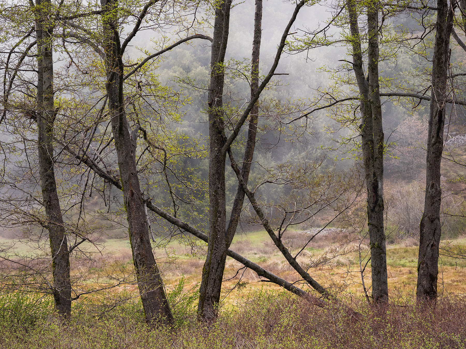 Palomar-Trees-Fog-1