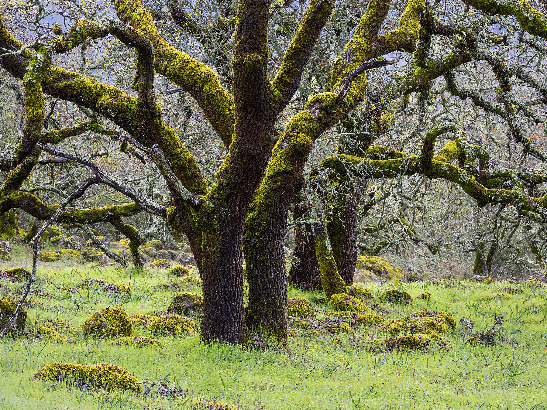 Sonoma-County-Oaks-1