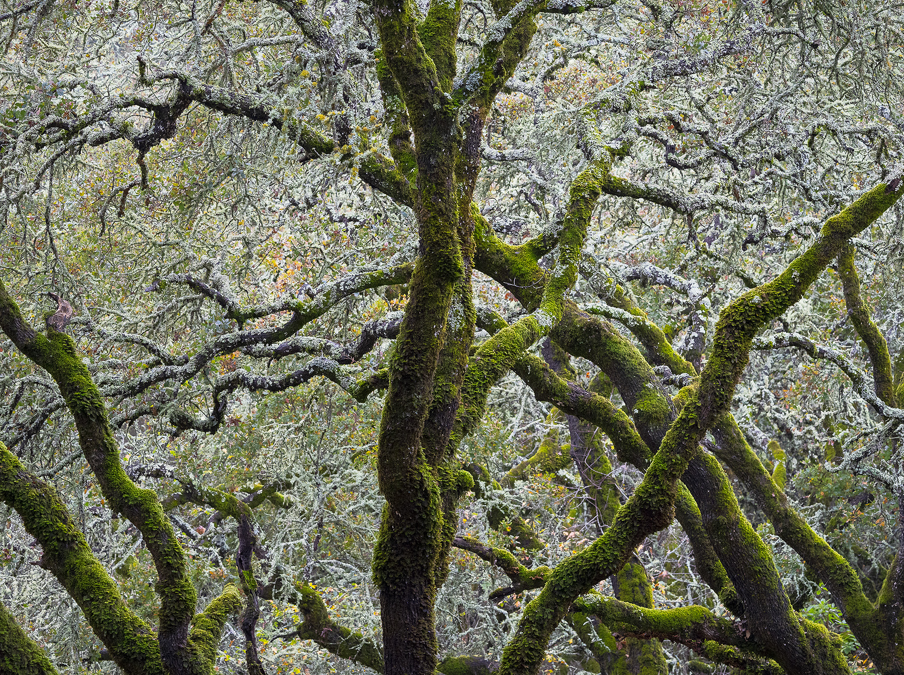 Sonoma-County-Oaks-2