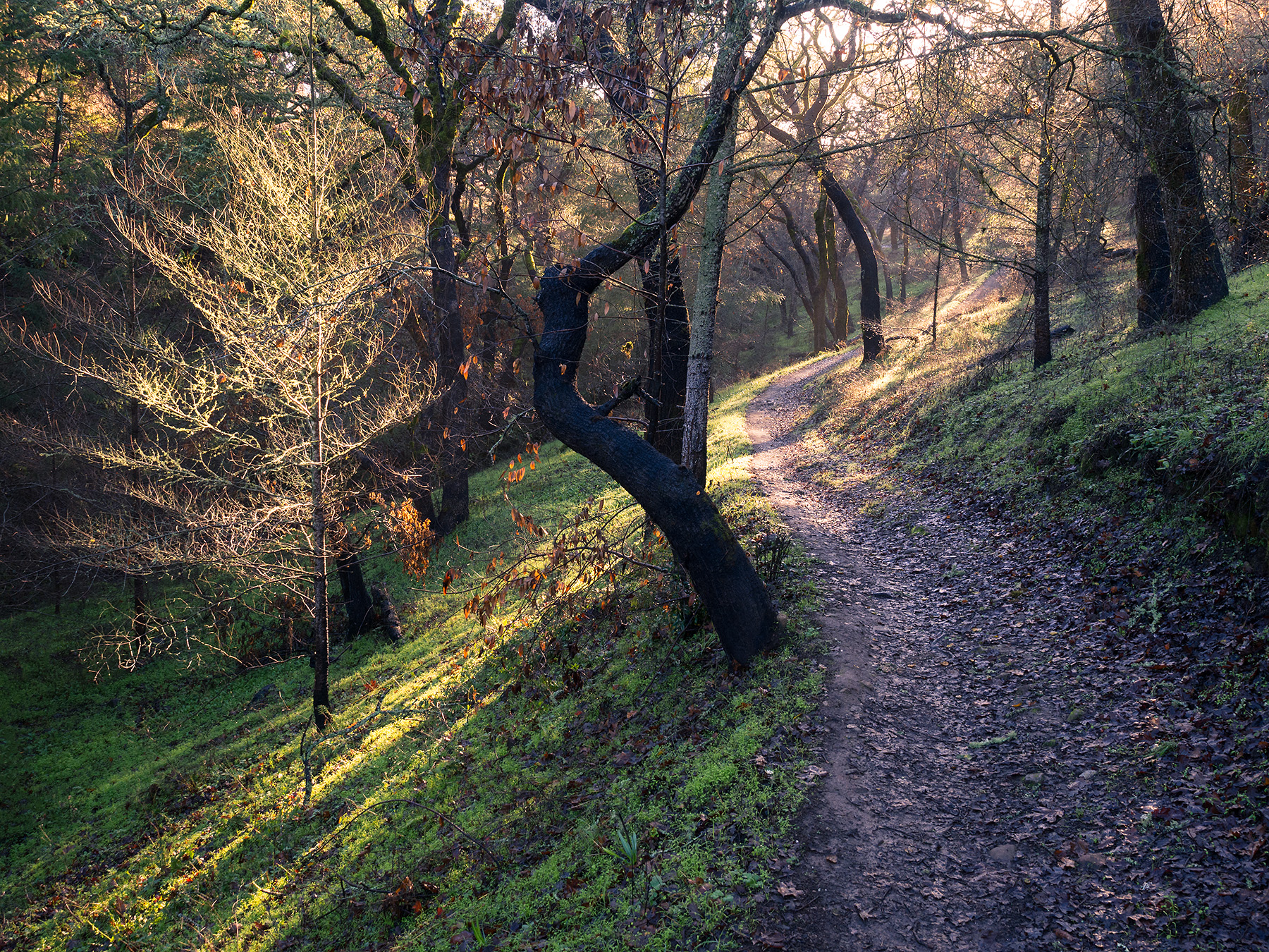 Sonoma-County-Trail-1