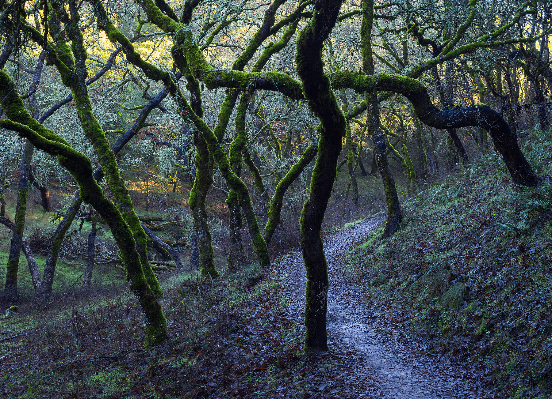 Sonoma-County-Trail-2