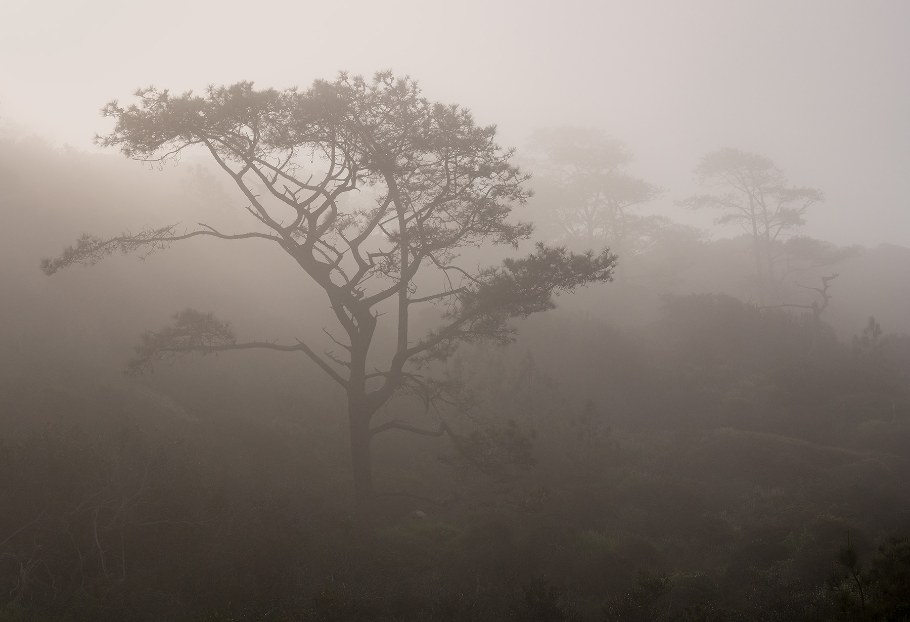 Torrey-Pines-Fog-1