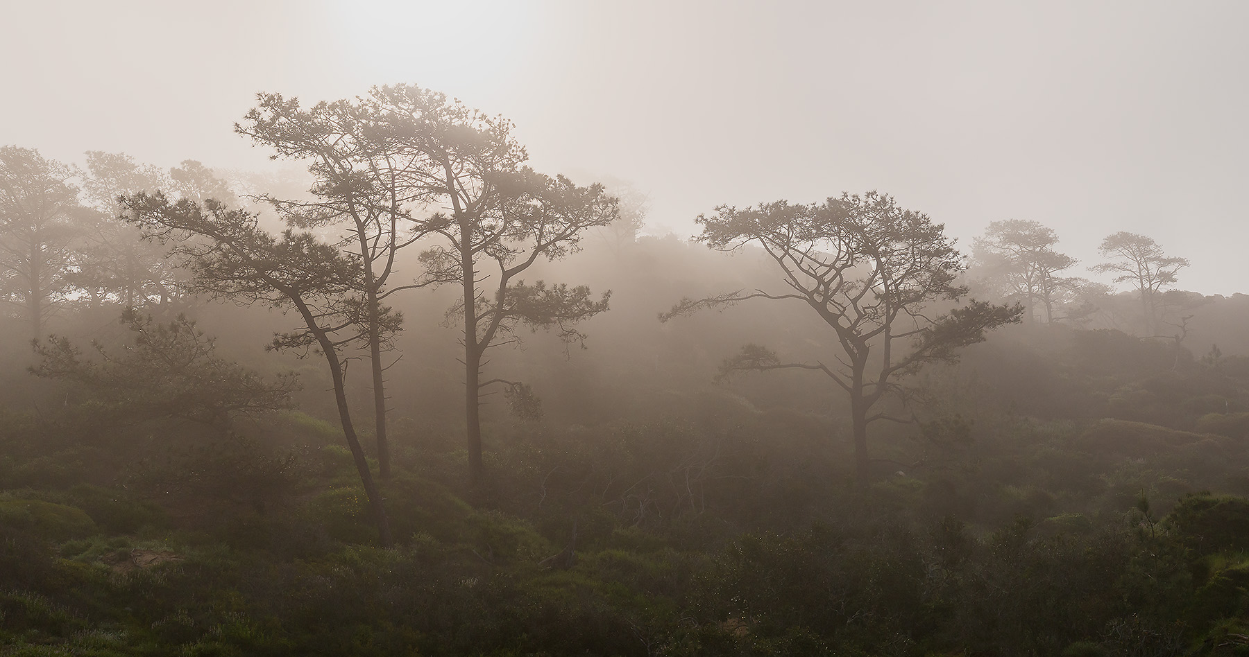 Torrey-Pines-Fog-2