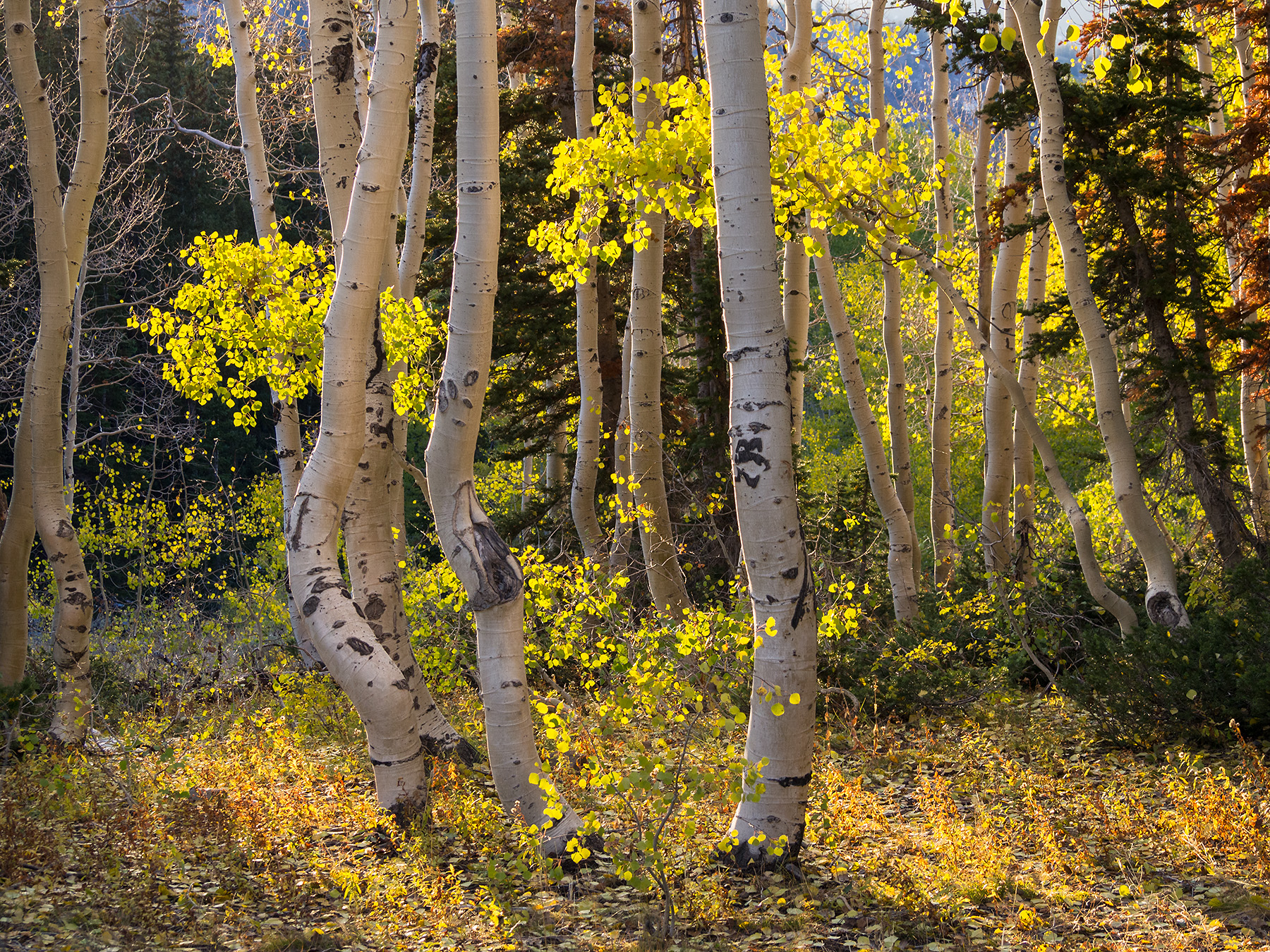 Utah-Fall