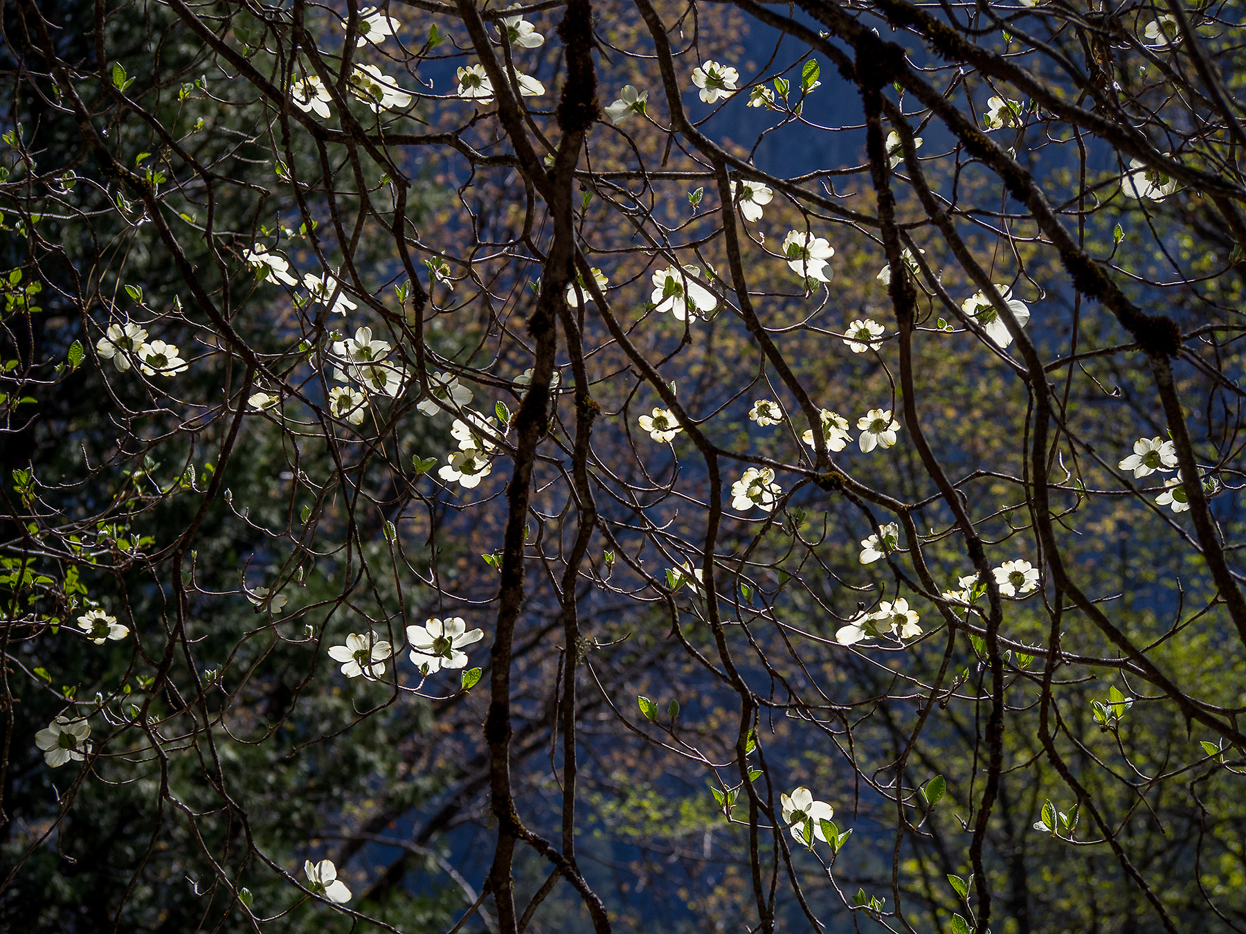 Yosemite-Dogwood-Flowers